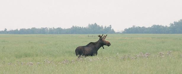 Can Moose Saliva Really Cure Foot Fungus?