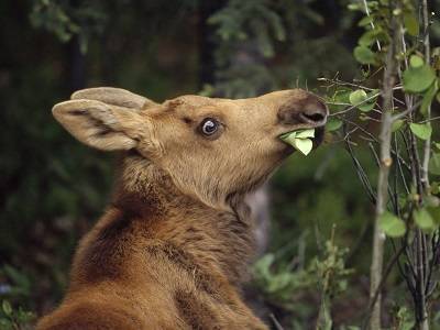 Can moose saliva really cure for foot fungus?